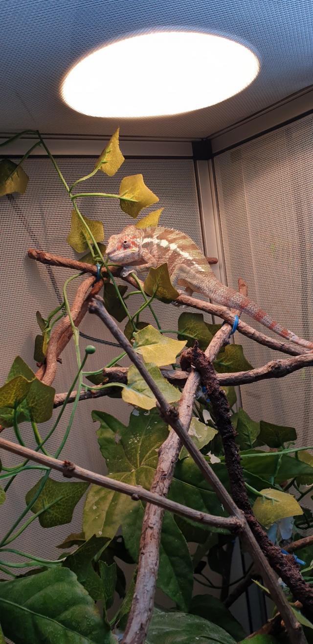 Young Sambava Male Panther Chameleon For Sale in Southampton | Preloved