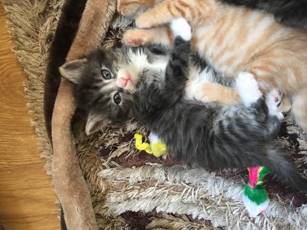 Maincoon X Persian Longhair Grey Tabby Female Kitten 7 Wk For Sale