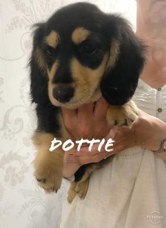 Pets 4 Home Dogs Puppies Rehome Buy And Sell In Rochdale