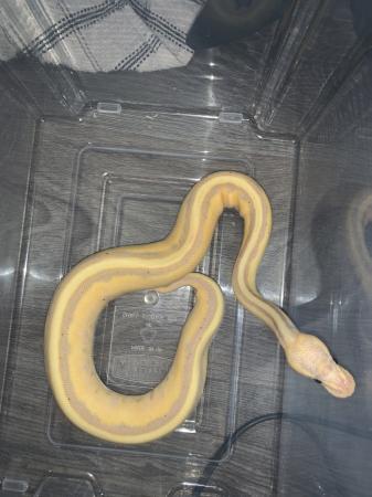 Image 3 of Banana genetic stripe, ball python