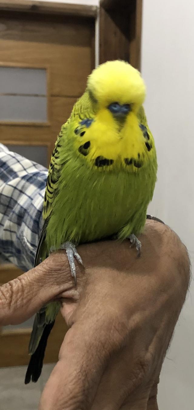 Exhibition very large show Budgies For Sale in Leicester ...