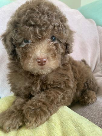 Cockapoo F1B toy/mini rare choco Merle, chocolate ,black For Sale in St ...