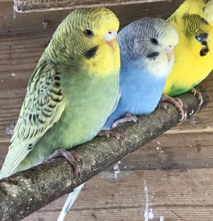 Budgies forsale For Sale in Haverfordwest, Pembrokeshire | Preloved