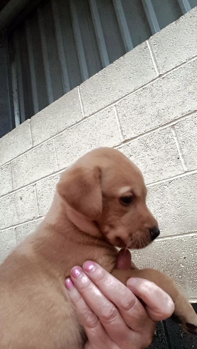 labrador puppies for sale teesside