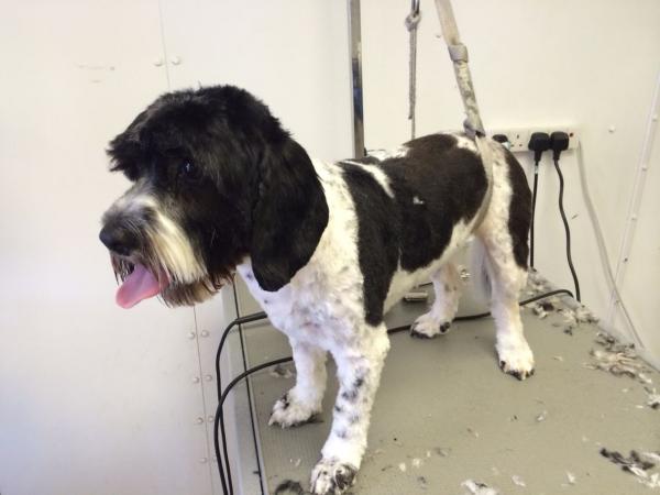 Image 6 of Oakleyloves Dog Grooming