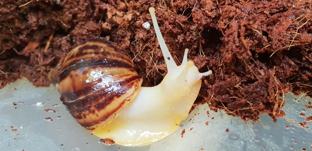 Albino African Land Snail For Sale in York, North Yorkshore Preloved