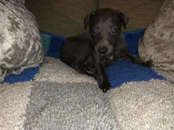 Whippet Dogs Puppies For Sale In Chelmsford Preloved