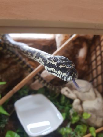 Jungle x Coastal Carpet python with Vivarium For Sale in ...