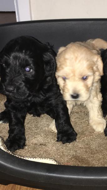 34+ Spoodle Puppy For Sale Uk Gif