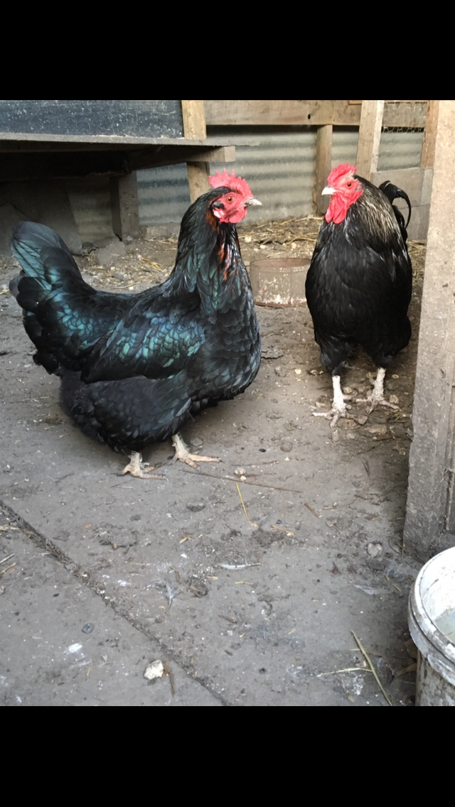 Fertile black bantam eggs, hatching eggs For Sale in Hartlepool, Durham