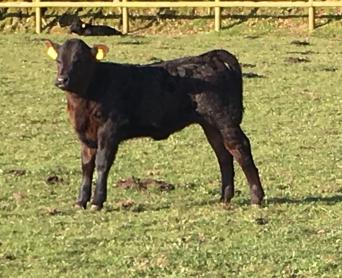 Cattle, Rehome Buy and Sell in the UK and Ireland | Preloved