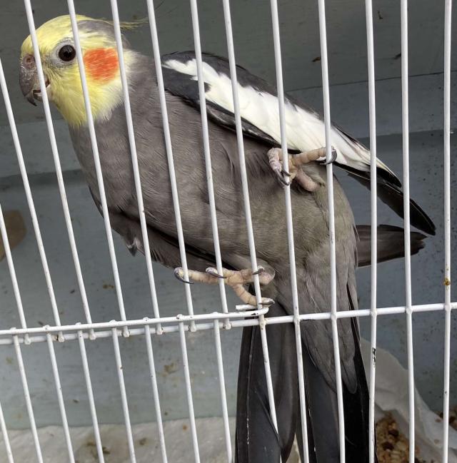 Male grey cockatiel For Sale in Haverfordwest, Pembrokeshire Preloved