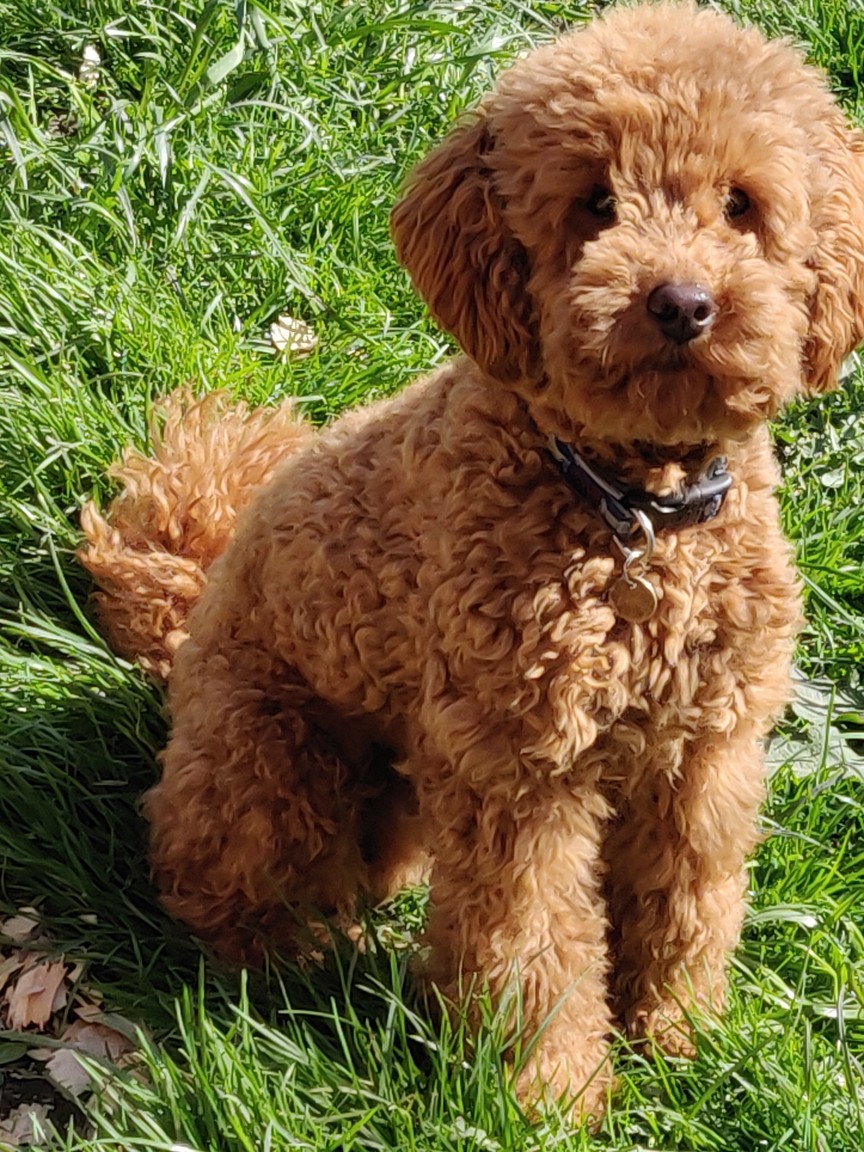 Proven Red Toy Poodle Stud Dog (Health 