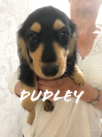 Dachshund Local Classifieds In Whitchurch Shropshire Preloved
