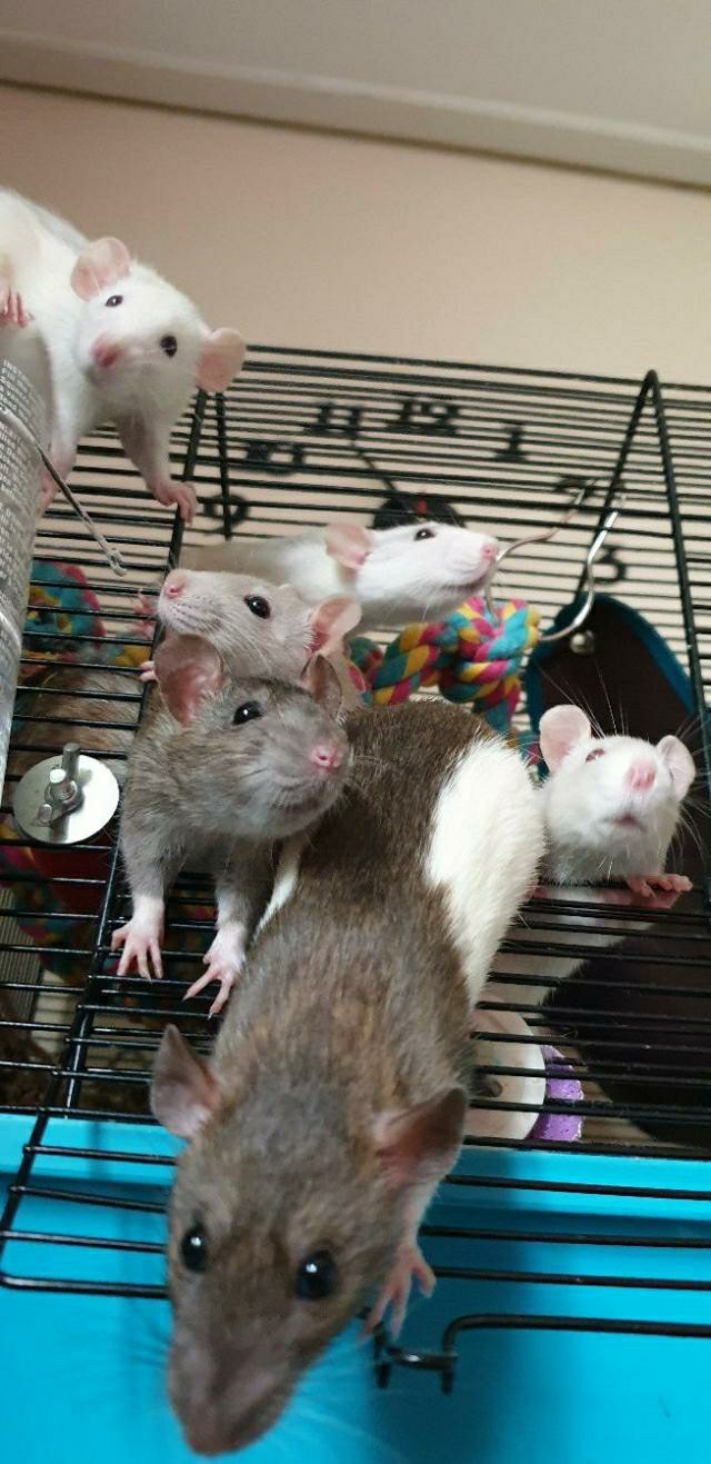 Young/baby rats for sale For Sale in Croydon, London Preloved