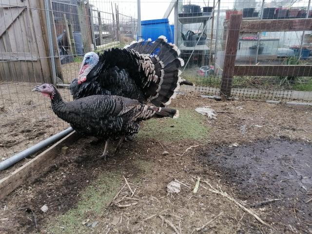 Norfolk bronze turkeys hatching eggs For Sale in Lancaster, Lancashire