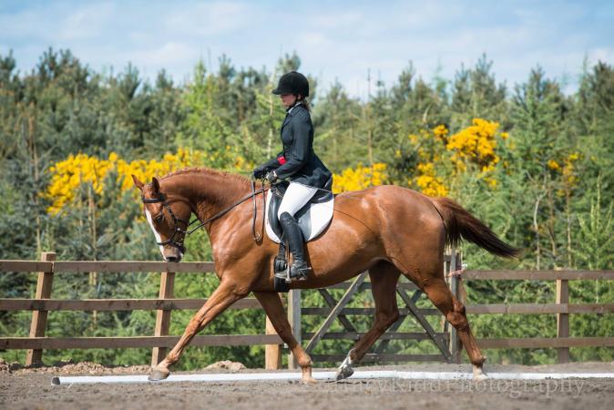 Beautiful Dressage horse For Sale in Newton Aycliffe