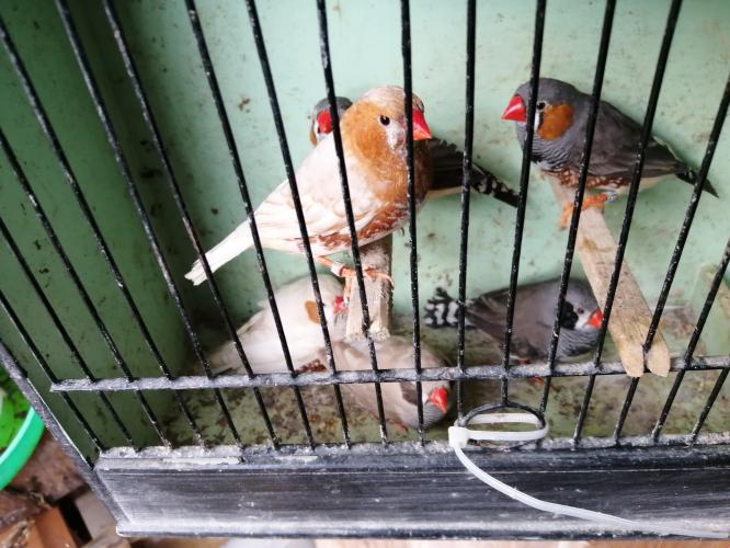 zebra finches For Sale in Norwich, Norfolk | Preloved