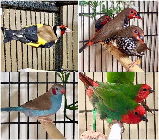 Various finches For Sale in Sheffield, South Yorkshire | Preloved