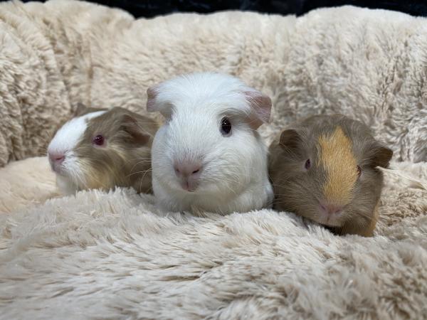 Small Mammal + Exotic Mammal List Jan 2020 For Sale in ...