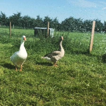 Purebred Pilgrim Geese Hatching Eggs & Goslings For Sale For Sale in
