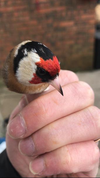 Goldfinch for sale in UK | 75 second-hand Goldfinchs