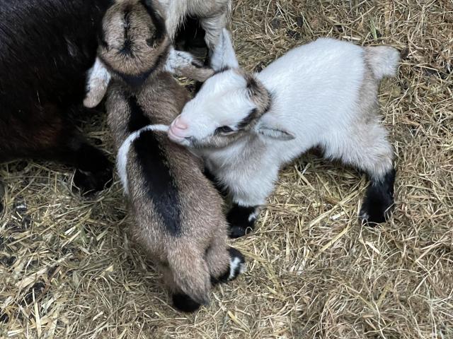 SOLDPygmy goat wethers (to leave after 10 weeks old - April) For Sale ...
