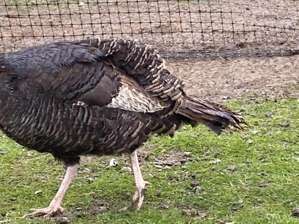 Bronze turkey hatching eggs For Sale in Oakham, Rutland | Preloved