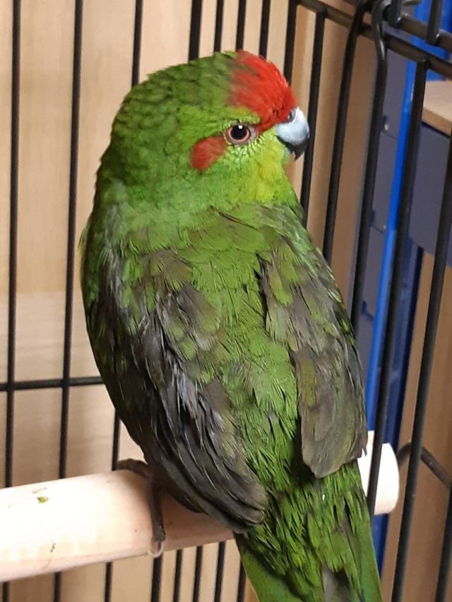 kakariki semi tame young male For Sale in Blackheath, London Preloved