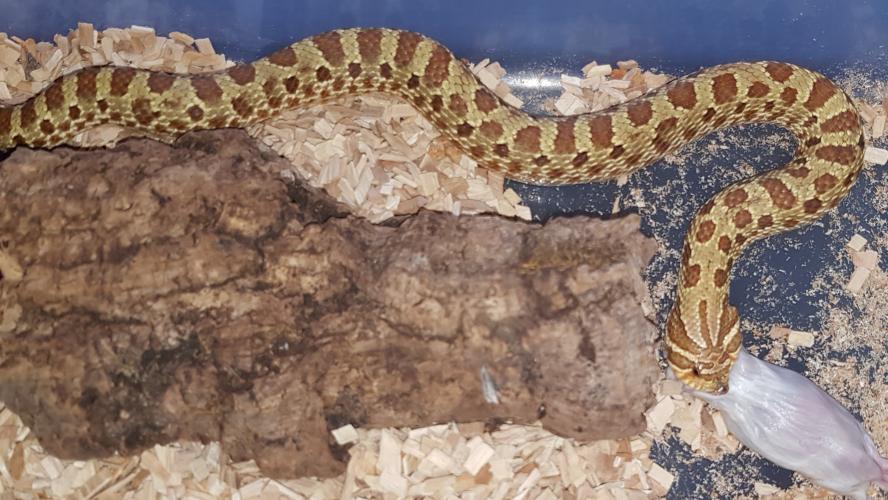 Western Hognose snakes for sale For Sale in Grays, Essex ...