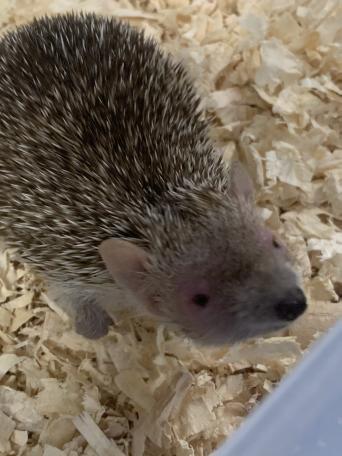 Tenrec for sale in UK 59 secondhand Tenrecs