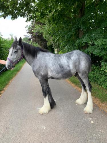 registered 17hh grey 2 year old shire horse colt For Sale in Hereford