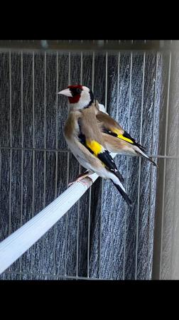 Amazing goldfinches for sale For Sale in Hounslow, Middlesex | Preloved