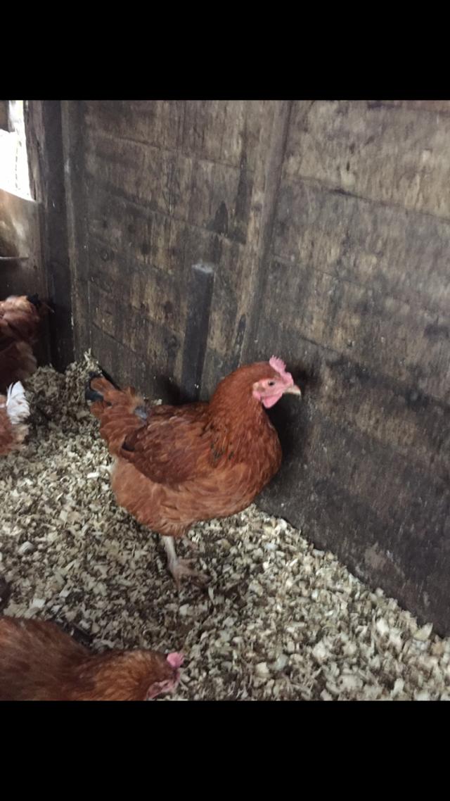 Warren hens For Sale in Chesterfield Preloved