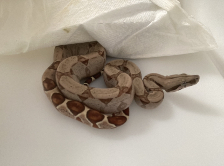 baby boa constrictor tennessee