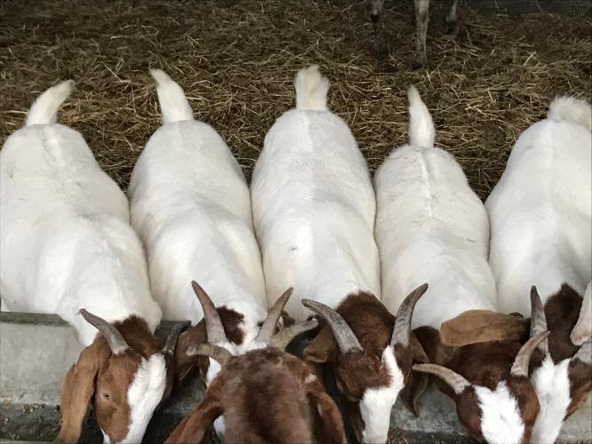 Meat goats for sale For Sale in Chorley, Lancashire Preloved