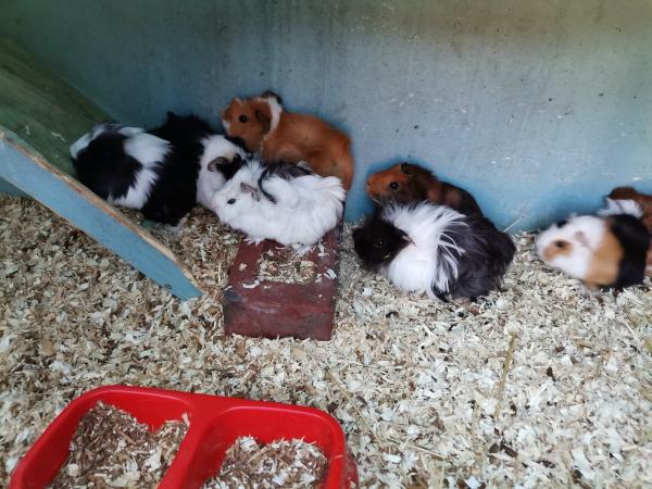 Image 4 of Guinea pigs