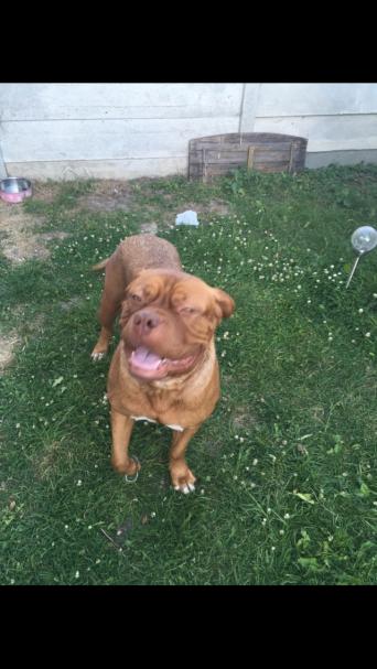 dogue dogs and puppies rehome buy and sell in northamptonshire dogue de bordeaux puppies