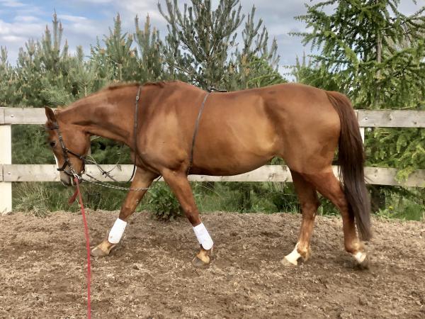 Beautiful Dressage horse For Sale in Newton Aycliffe