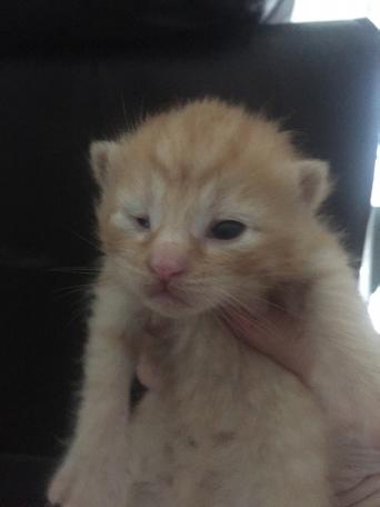 Kittens Or Cats Cats Kittens Rehome Buy And Sell In Northumberland Preloved