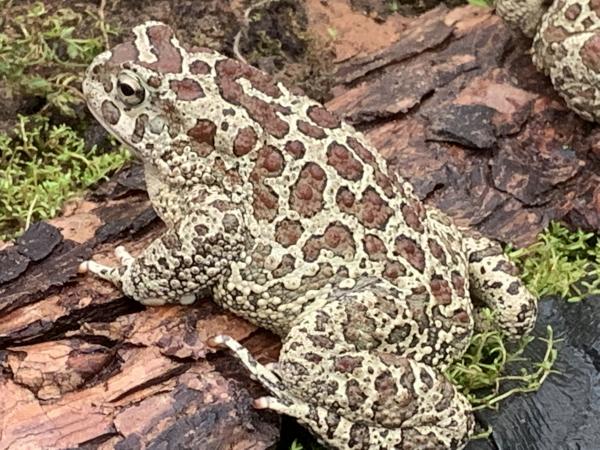 Amphibians for sale toads frogs newts For Sale in Barnsley, South