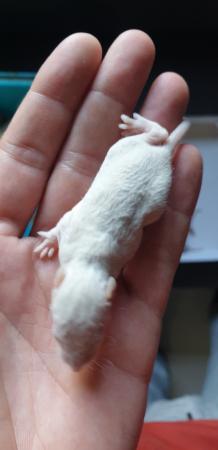 Image 16 of Tame Young/baby rats for sale (guaranteed tame)