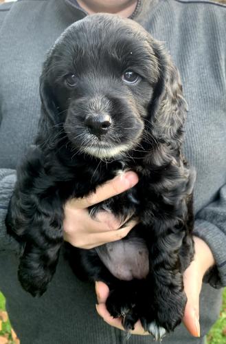 F2 cockapoo puppies only 2 left black/white For Sale in North Creake ...