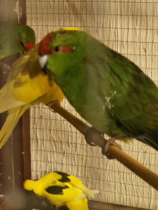 Beautiful Green Kakariki parakeet for sale For Sale in Ilford, Essex
