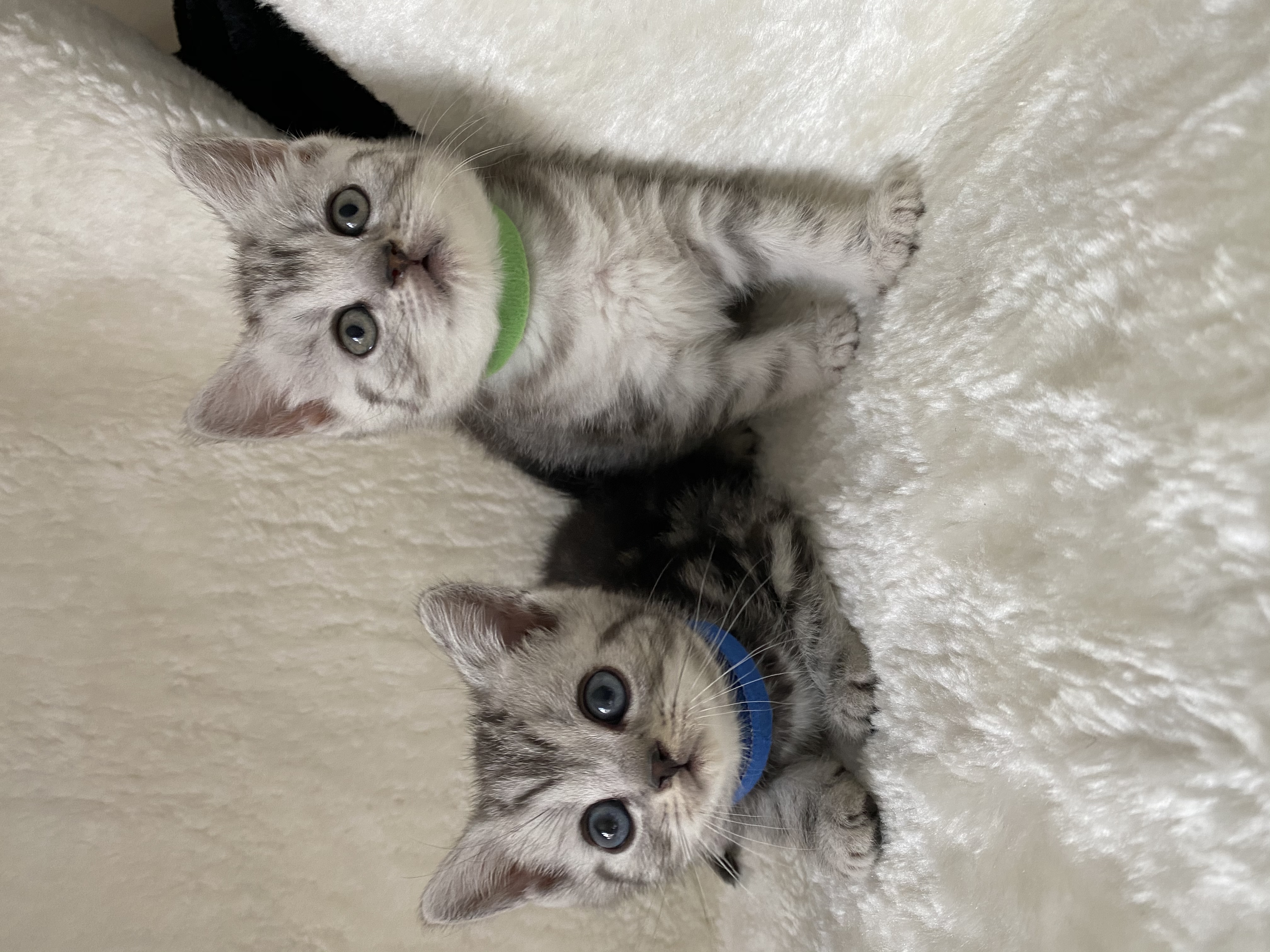 brits korthaar silver tabby kittens