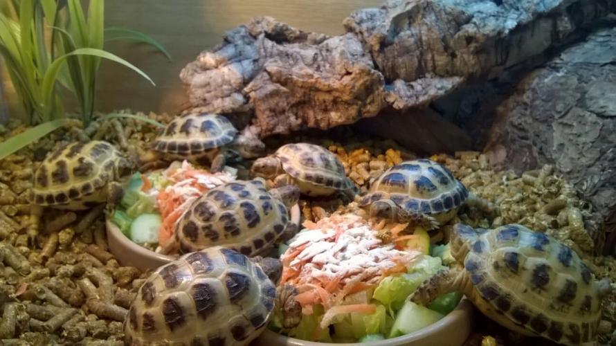 Baby Horsfield Tortoise For Sale in Hemel Hempstead, Hertfordshire