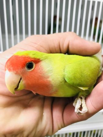 Beautiful baby love birds Mix colour For Sale in Nottingham | Preloved