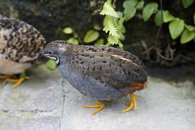 Young Chinese painted quail for sale For Sale in Grimsby, N E Lincs