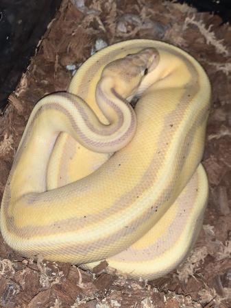 Image 1 of Banana genetic stripe, ball python