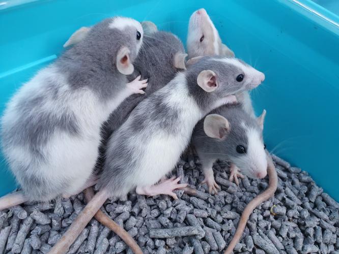 Fancy Dumbo Rats Ready Now For Sale in Redruth, Cornwall Preloved